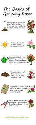 Many experts recommend a pot no less than 15 inches in diameter. 30 Diagrams To Make You Master In Growing Roses Balcony Garden Web