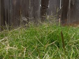 Image result for Cynodon aethiopicus