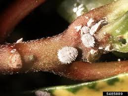 Image result for Mealybug cucumber