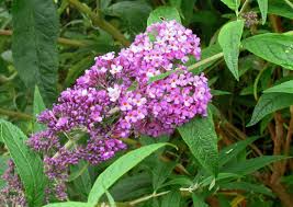 Image result for Komule střídavolisté