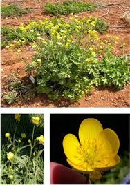 Image result for Ranunculus multifidus