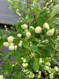 Image result for Exochorda