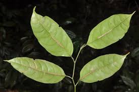 Image result for Strombosia