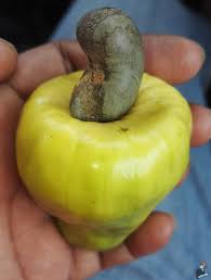 Yam, tog, cashew, cashews, cashewnut, cashew nut, turi shoots, cashew nuts. Pokok Buah Gajus Sukar Ditemui Tetapi Kacang Gajus Berlambak Di Pasaran