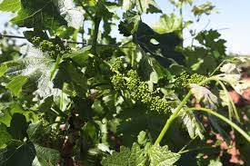 Maybe you would like to learn more about one of these? The Cycle Of A Wine Grape Heart Of The Desert Heart Of The Desert