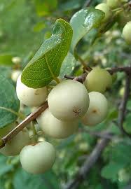 Image result for Flueggea virosa