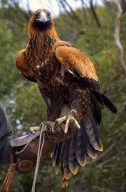 Birds Of Prey Pictures And Names 17 Types Of Eagles With Pictures Names And Fact Of Eagles With Images Birds Birds Of Prey Types Of Eagles