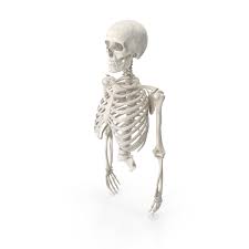 Human skeleton system rib cage anatomy (anterior view) stock. Human Rib Cage Spine Male Skull Clavicle Scapula And Arms Bones Anatomy White Png Images Psds For Download Pixelsquid S113024623