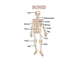 Skeletal muscles are held to the bones with . Bones And Muscles Of The Body