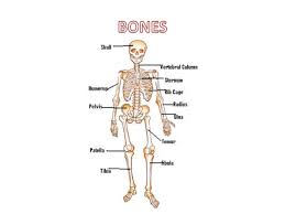 Check spelling or type a new query. Bones And Muscles Of The Body