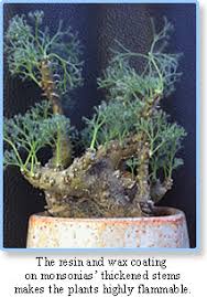 Image result for Monsonia senegalensis