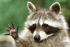 When in distress, baby raccoons can sounds like human babies. Animal Loving Runner Kills Rabid Raccoon World The Times