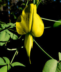 Image result for Crotalaria agatiflora