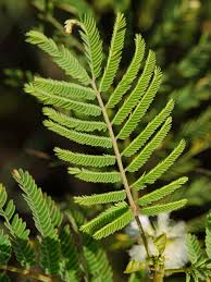 Image result for Acacia angustissima
