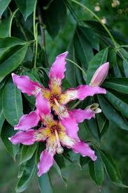 Image result for Kotschya speciosa
