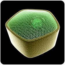 Learn vocabulary, terms and more with flashcards, games and other study tools. Plant Cell Structure Cell Biology