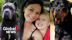 Calls grow for more animal ownership laws after 13-year-old mauled to death  by dogs