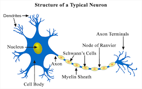 Name the longest animal cell class 9. The Longest Cell In Animal Body Isan A Osteocyte B Class 12 Biology Cbse