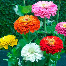 Mix of single and double flowers in pink, yellow, orange and magenta blooming summer through fall. Zinnia Seeds Dahlia Flowered Flower Seeds In Packets Bulk Eden Brothers