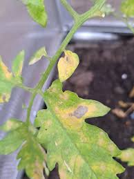 Image result for tomato seedling botrytis
