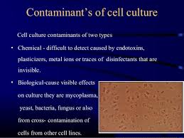 Suspended cell culture process 21. Animal Tissue Culture