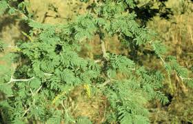 Image result for Faidherbia albida