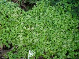 Image result for Mikania