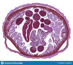 Aug 19, 2018 · clean the microscope and adjust the light in microscope. Cross Section Cut Under The Microscope Microscopic View Of Animal Cells For Education Stock Photo Image Of High Cell 126836532