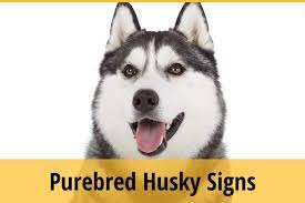 Why Do Dogs Loves Jewelry Rings Necklaces Bracelets Zooawesome