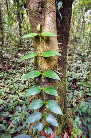 Image result for Psychotria cinerea