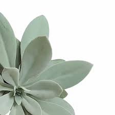 Image result for Kleinia sp.no.1