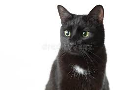Find images of black cat. 208 046 Black Cat Photos Free Royalty Free Stock Photos From Dreamstime