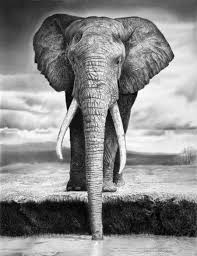 It's this complexity — combined with the subtleties of mood and environment — that i attempt to capture in my. 25 Beautiful And Realistic Animal Drawings Around The World