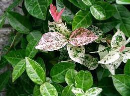 If your soil is poor, its always a good idea to put down a layer of good rich soil. Asiatic Jasmine How To Grow Care Gardeners Space
