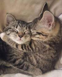 While 16 Hours A Day Seems Like A Lot Of Nap Time Cats Dont Sleep In The Same Way That We Humans Do Even If It Looks L In 2020 Kittens
