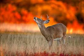 We hope you enjoy our growing collection of hd images. Hd Wallpaper Deer On Fired Field Autumn Fire Fall Wildlife Wallpaper Flare