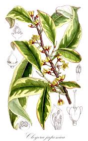 Image result for Pentaphylacaceae