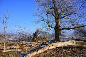 Since the trees are put in small pots, with few space and and last but not least add small amounts of farm yard manure every six months or so prior to shoot growth. The 7 Signs Of A Dying Tree Jc Tree Services