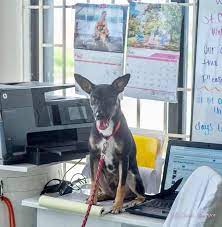 Sylvie's place, belvedere, united states. Someone Needs To Come To St Croix Animal Welfare Center Facebook