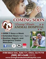 Healing hands for your pet. Loving Hands Pets Lovinghandspets Twitter
