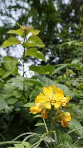 Image result for Senna hirsuta
