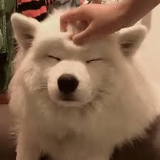Puppy Happy Gif Puppy Happy Scratchhead Discover Share Gifs Samoyed Dogs Cute Animals Cute Baby Animals