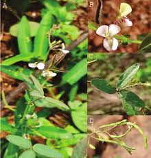 Image result for Desmodium scorpiurus