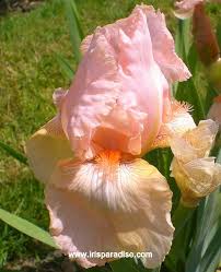 I need to name a music festival, any ideas would be very helpful. Tbspringfestival Tbpthrut Iris Wiki