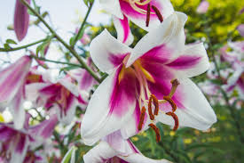 Maybe you would like to learn more about one of these? Daylily Garden Springfield Greene County Park Board