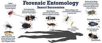 What Tools Do Forensic Entomologists Use? - Quora