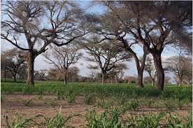 Image result for Faidherbia