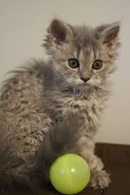 Chaton Selkirk Rex Bleu Tabby Heterozygote Dit Chat Mouton Selkirk Rex Tabby Selkirk Rex Kittens