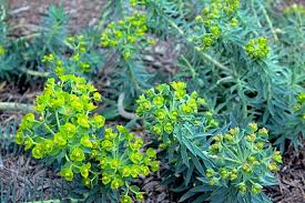 Image result for Euphorbia transvaalensis