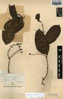 Image result for Morinda lucida